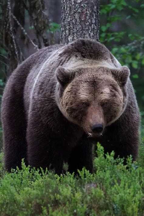 a large brown bear standing next to a tree