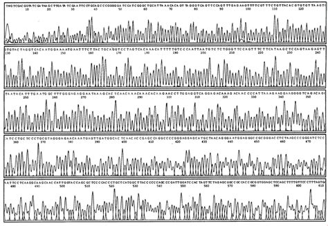 DNA sequence of alteration 13. Sequence determined at the Nucleotide ... 