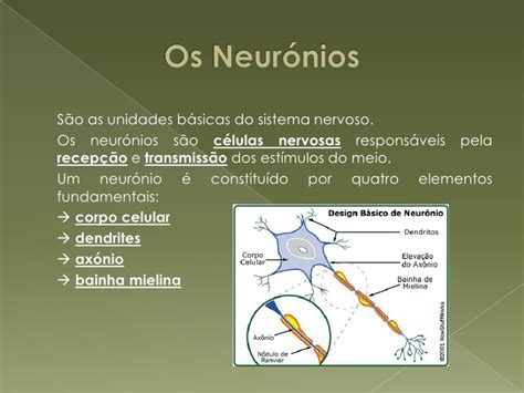 A Neuroci Ncia Ppt Carregar