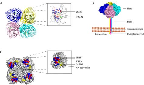 Full Article Receptor Binding Properties Of Neuraminidase For