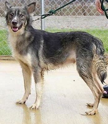 Husky Greyhound Mix | National Canine Research Association Of America