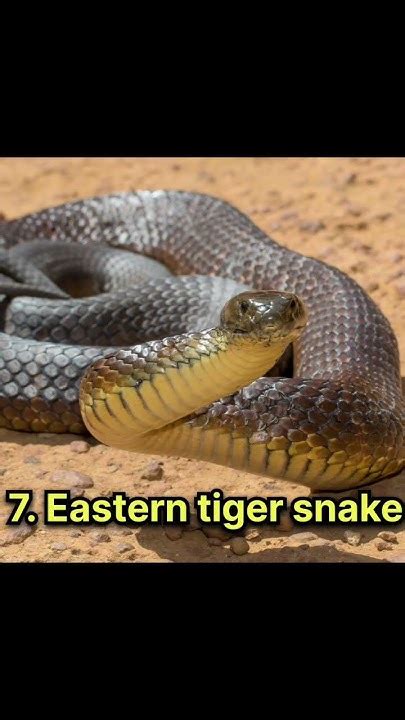 Top 10 Most Deadliest Snakes In The World 🐍🐍🐍 Comparison X Youtube