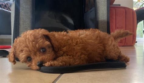 Welpen Cavapoo Zucht Deutschland