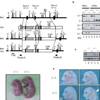 Targeted Disruption Of Bruce Apollon In Mice A Schematic