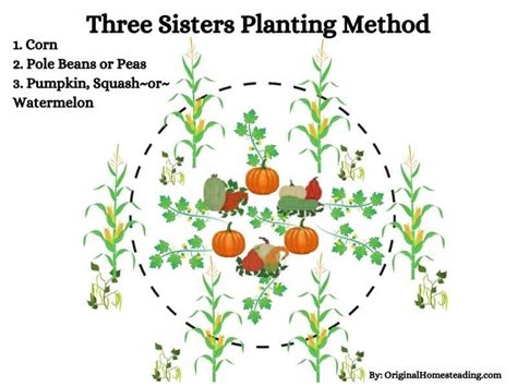 sisters companion planting guide