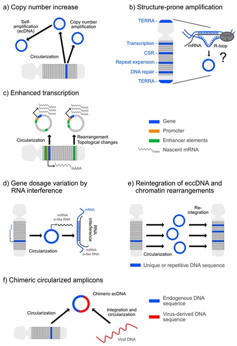 IJMS Free Full Text Extrachromosomal Circular DNA Current