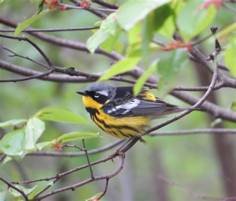 International Bird Migration Day – Backyard and Beyond