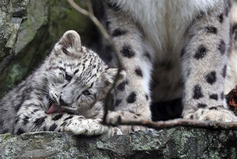 Two adorable snow leopard cubs make their debut at Stone Zoo