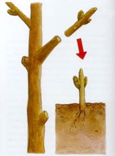 Ciencias Naturales Reproducci N En Las Plantas