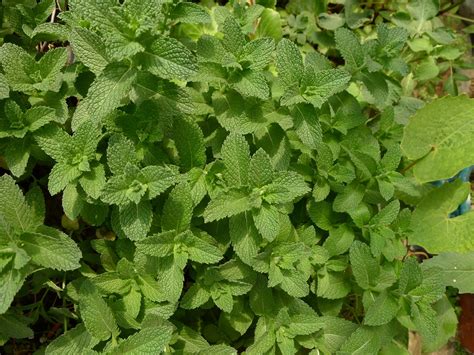 Mentha Spicata Subsp Spicata 照顧，種植，繁殖，開花時間 Picturethis