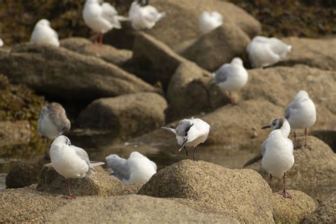 Sterne Caugek Au Milieu De Mouettes Rieuses Plouarzel 29 Sand