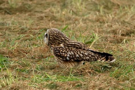 Short Eared Owl Rspb Bempton Cliffs Michael Atkinson Flickr