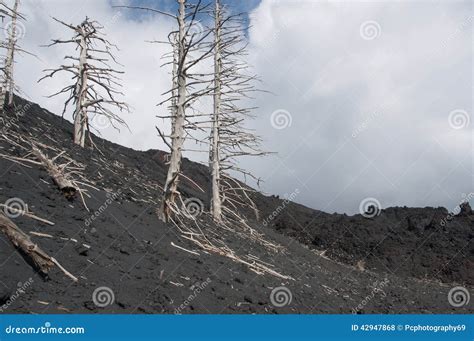 Alberi Bruciati Sul Vulcano Fotografia Stock Immagine Di Etna Magma