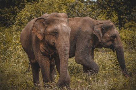 Tripadvisor Excursion d une journée au parc national Udawalawe