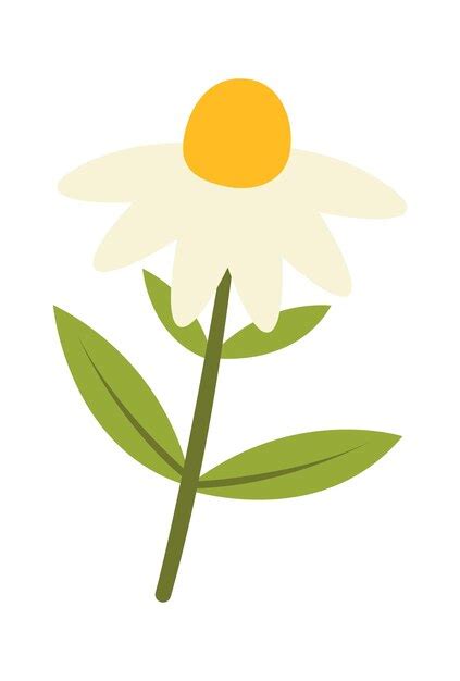 Premium Vector Chamomile Spring Flower Vector Illustration