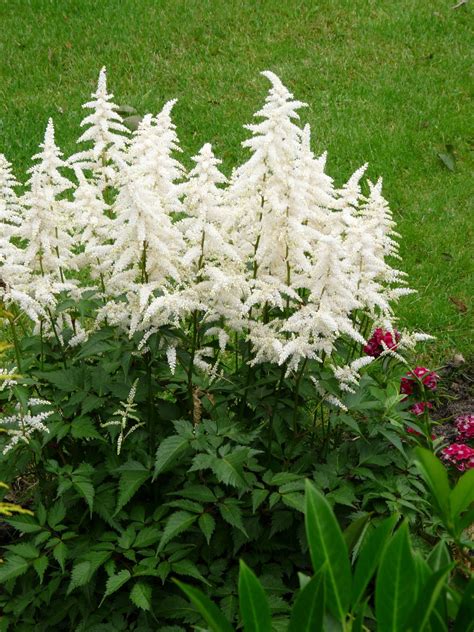 Astilbe Brautschleier Arendsii-1radacina - planterra.ro | viata pe verde