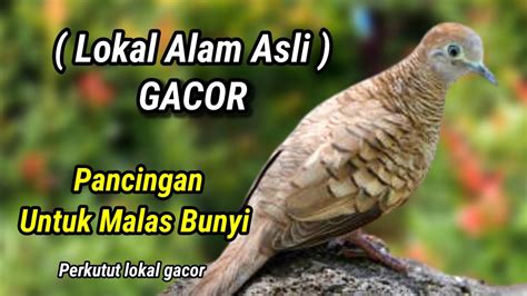 Perkutut Lokal Gacor Perkutut Lokal Alam Asli Gacor Pancingan Paling