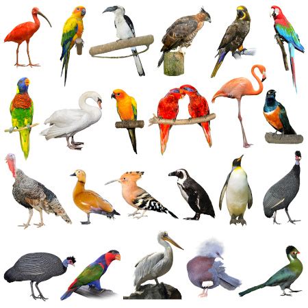 Todas As Aves São Exclusivamente Ovíparas - Aves: características, reprodução, classificação