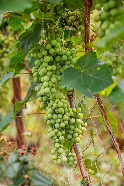 Uvas De Vinho Verdes Jovens Na Vinha Come Ando A Fechar As Uvas Que