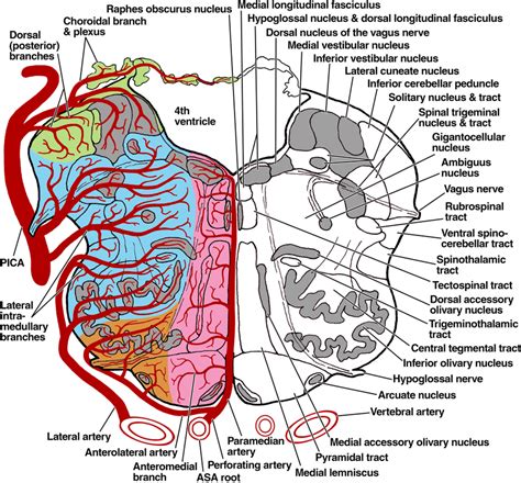 A Drawing Of A Transverse Section Of The Upper Medulla Through The