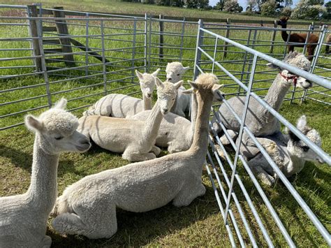 Barnacre Alpacas On Twitter Oh To Be Popular