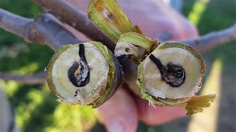 Ambrosia Beetles Entomology And Plant Pathology Nc State University