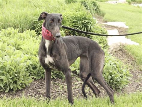 Adoptable Hounds | 4 Greyhound Racers