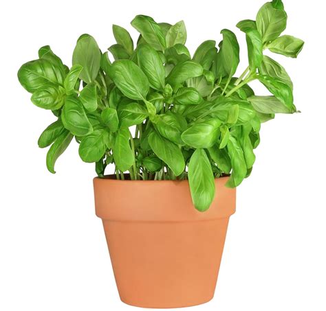 Plants Png Transparent Png Mart Images