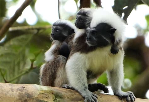 Celebramos El Nacimiento De Dos Crías De Tití En Nuestra Reserva