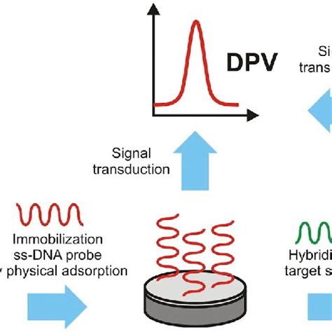 Dna Electrochemical Sensor Fabrication Stages And Determination Of Download Scientific Diagram