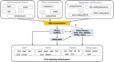 Frontiers Abscisic Acid Biosynthesis Metabolism And Signaling In