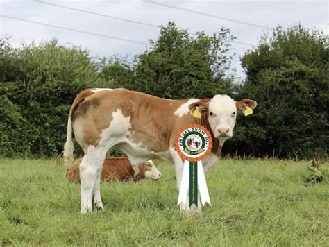 Results Commercial Simmental Bull Calf Class # 22 - Irish Simmental Cattle Society