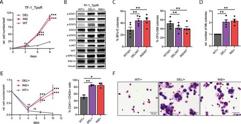 Calr Mutations Induce Tpo Independent Growth And Megakaryocyte