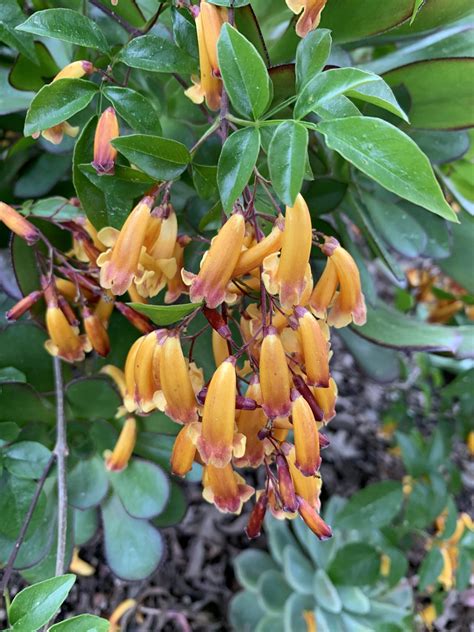 Pandorea Pandorana The Ruth Bancroft Garden And Nursery