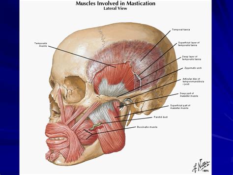 Temporomandibular Joint Muscles