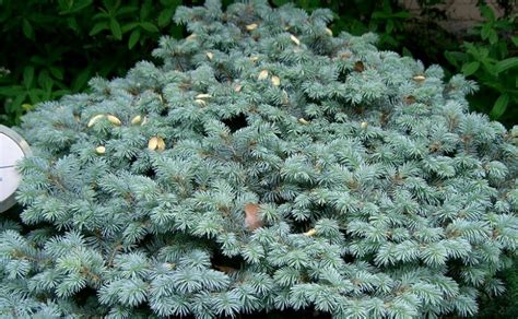 Picea pungens glauca majestic blue ель описание