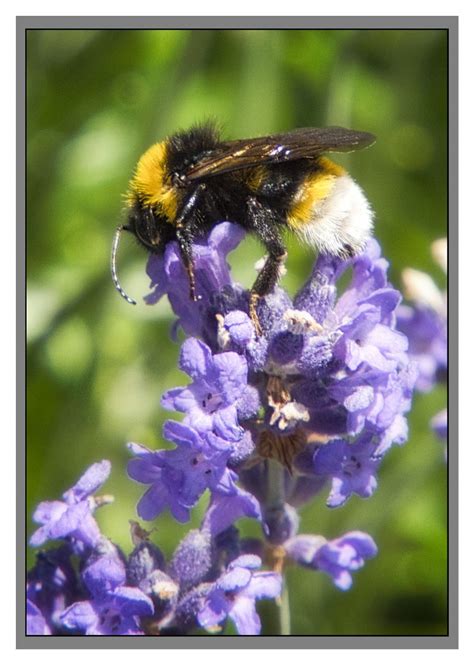 White Tailed Bumble Bee By Cefnmorgan Ephotozine