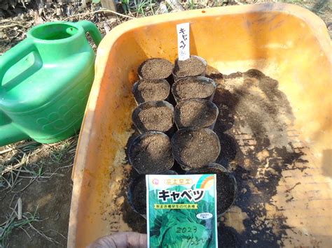 秋冬葉物野菜の種まき 湘南 コボの今日の湘南