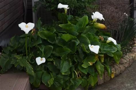 Why Is My Calla Lily Drooping? Common Causes and Solutions – Pretty ...