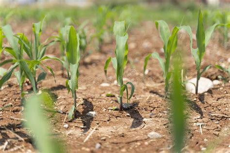 Corn Crops Suffer As Drought Continues Corn Field With Very Dry Soil