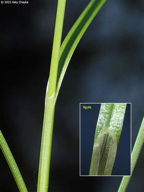 Carex Praticola Northern Meadow Sedge Minnesota Wildflowers