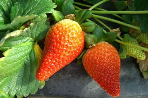 Morango Variedade Cristal Características Mudas e Nome Cientifico