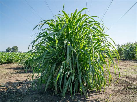 A Museum Of Mutants The Maize 10 Maze Brings Plant Science To Life