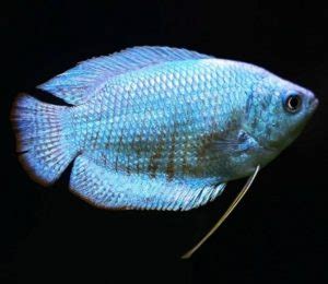 Colisa azul peixe origem características reprodução alimentação