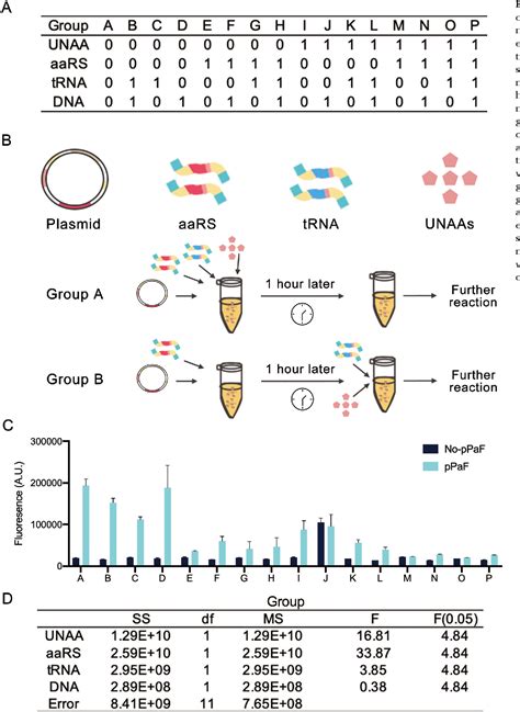 Figure 1 From A Linear DNA Template Based Framework For Site Specific