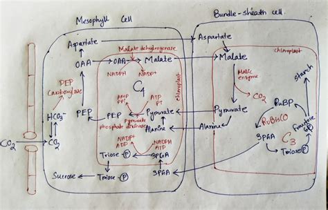 Hatch And Slack Pathway Or C4 Cycle Useful For Life Science Related