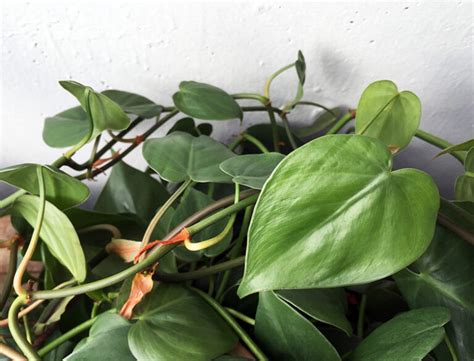 Heartleaf Philodendron Guide How To Grow Care For Philodendron