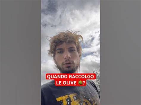 ASPETTA a RACCOGLIERLE ! 🫒 #olive #oliveto #uliveto #olio #olivo #ulivo ...