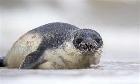 Rare hooded seal pup born in Netherlands moved away…