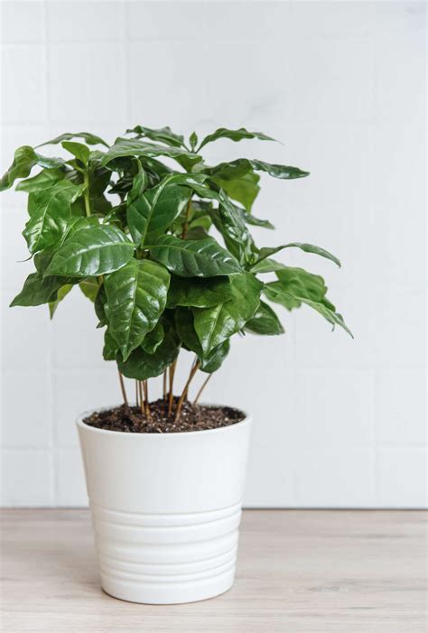 How to Grow and Care For Coffee Plants